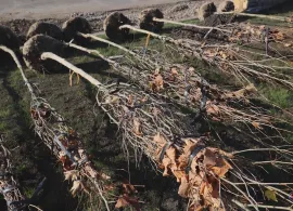 Вбудована мініатюра для На Ставиській висаджують платани