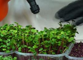 Вбудована мініатюра для У Хоньківцях вирощуватимуть мікрозелень